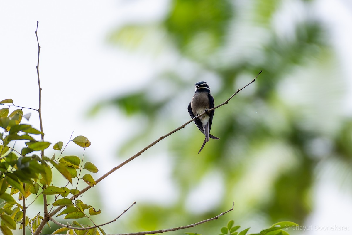 Whiskered Treeswift - ML620607341