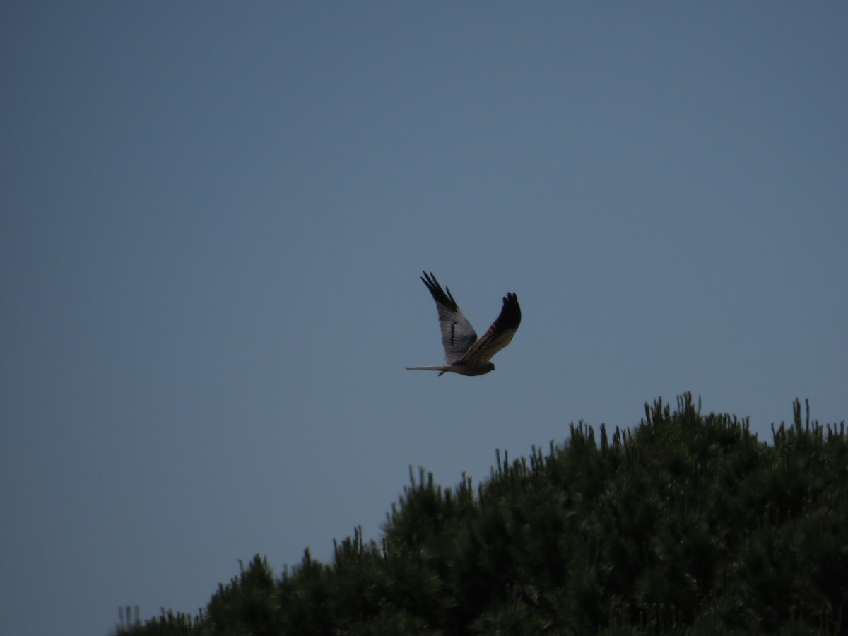 Montagu's Harrier - ML620607345