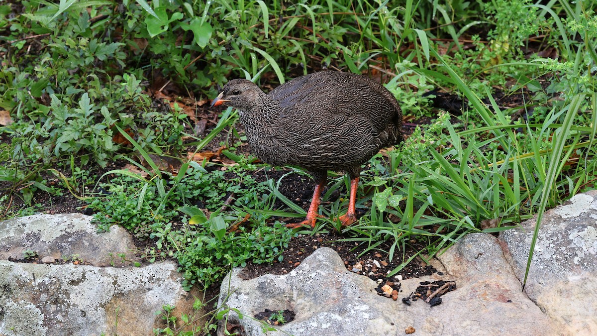 Francolin criard - ML620607349