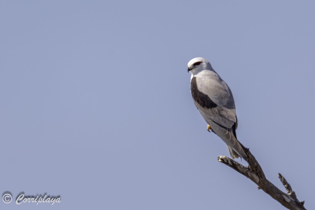 Black-shouldered Kite - ML620607351