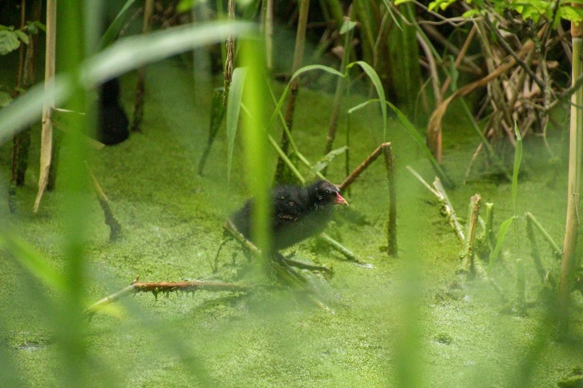 Gallinule poule-d'eau - ML620607352