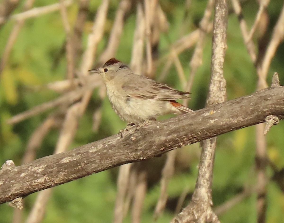 Lucy's Warbler - ML620607353