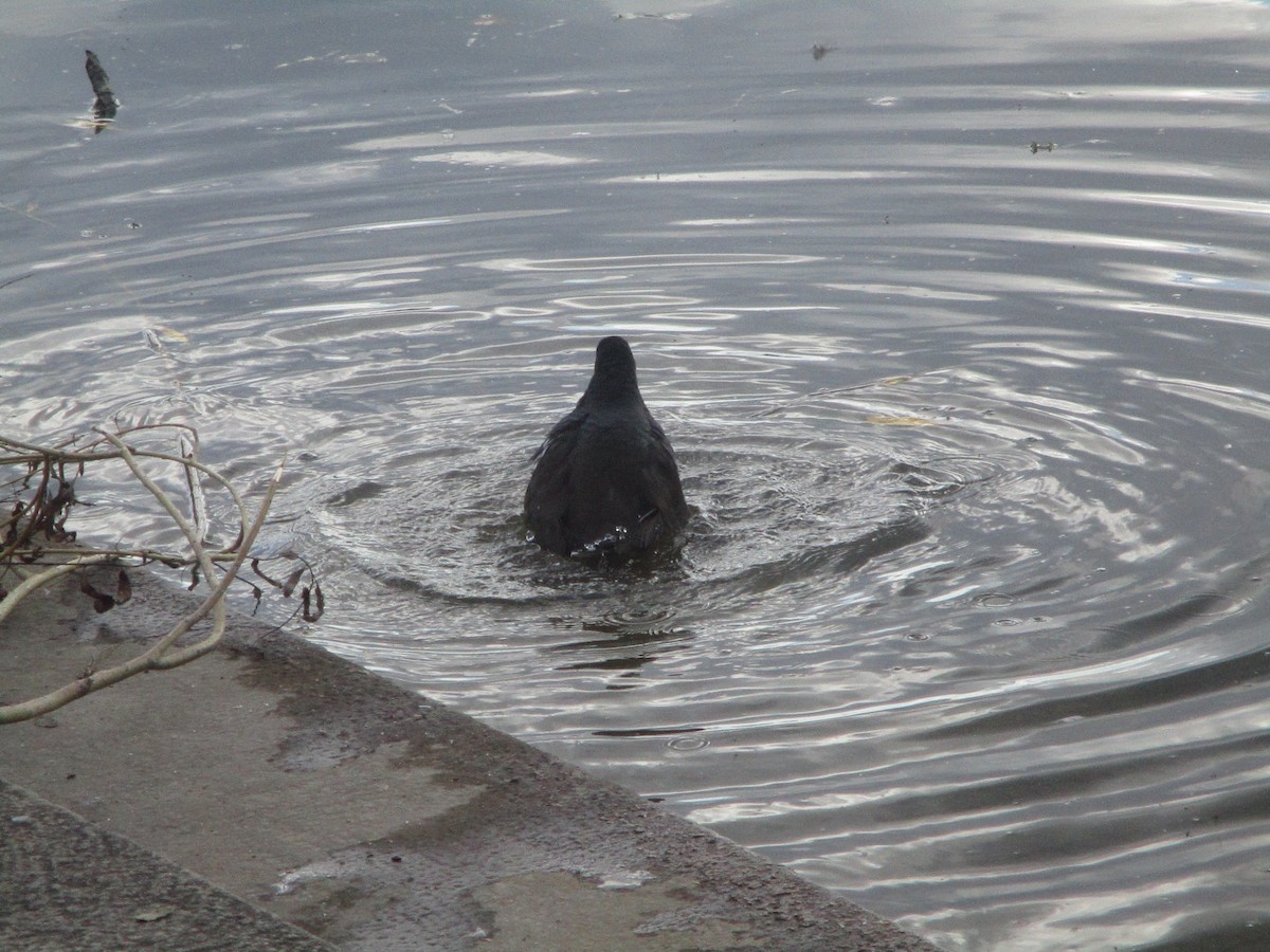 Eurasian Moorhen - ML620607357