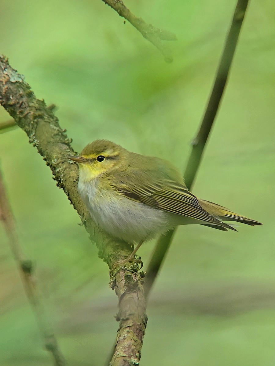 Wood Warbler - ML620607364