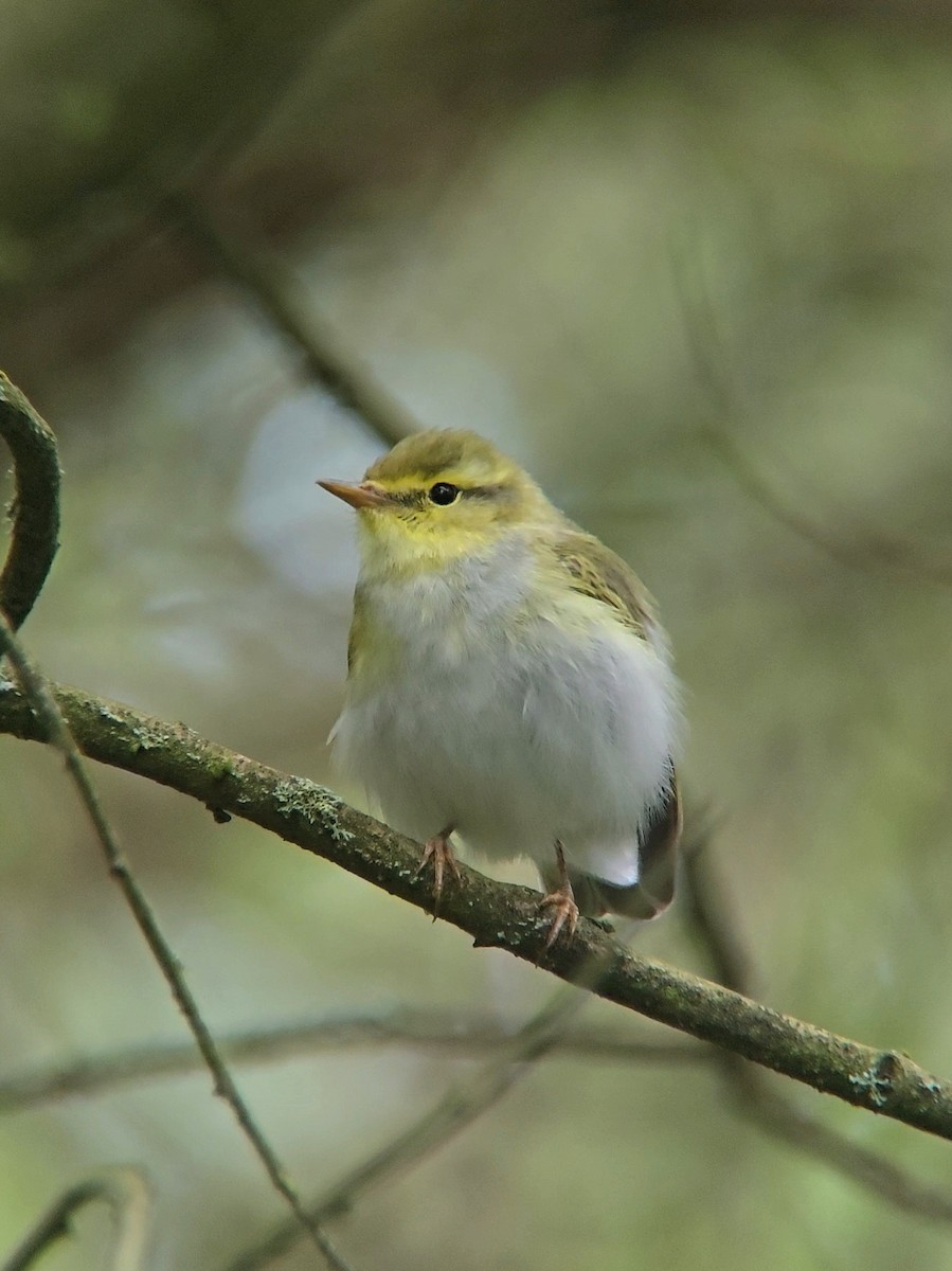 Wood Warbler - ML620607365