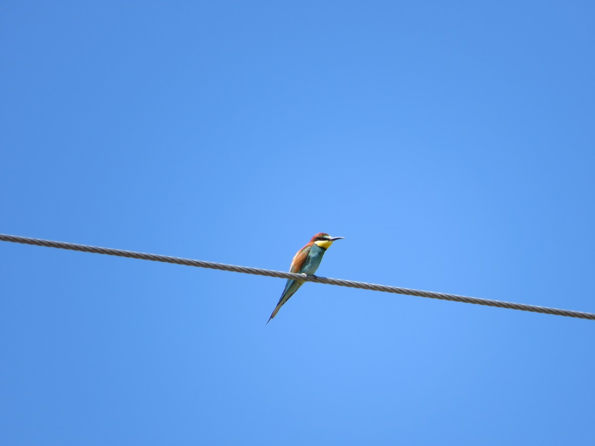 European Bee-eater - ML620607367