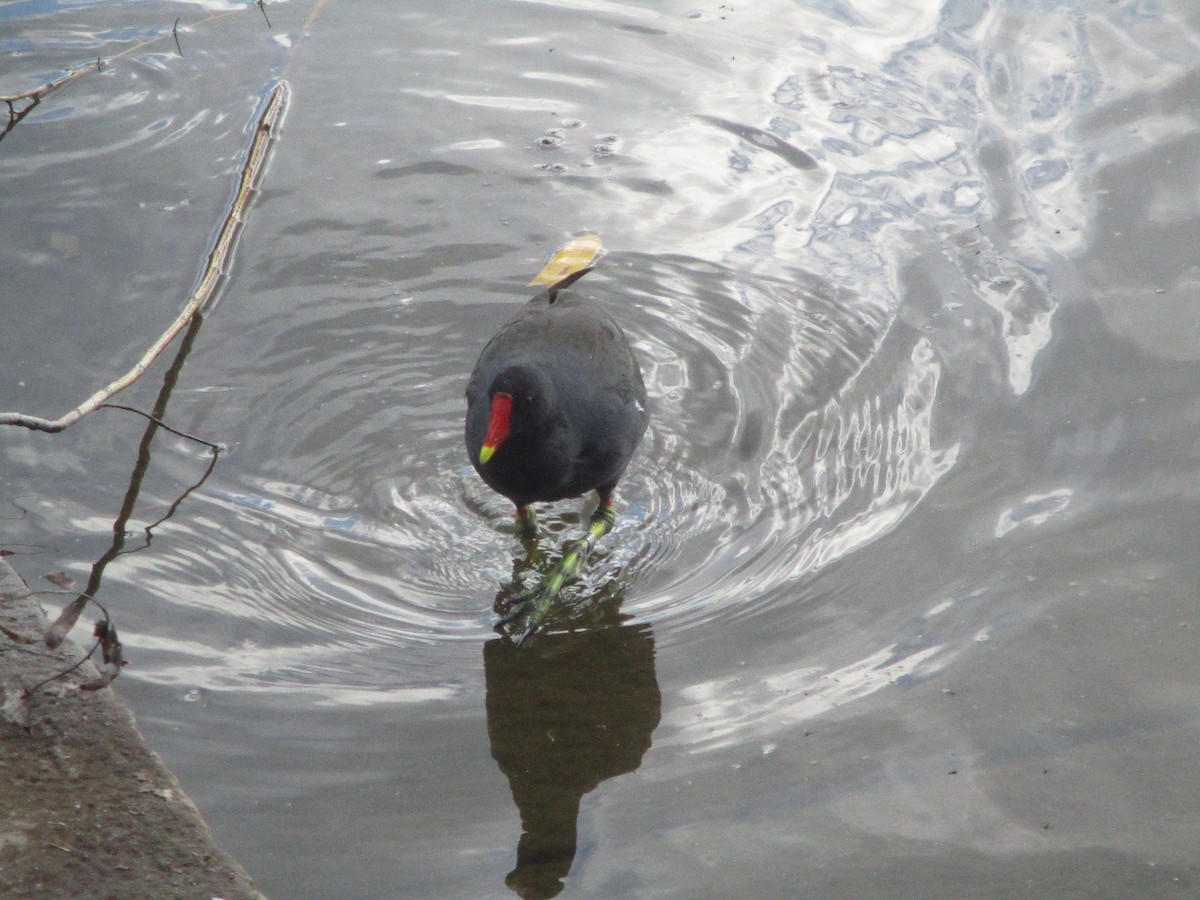 Eurasian Moorhen - ML620607371