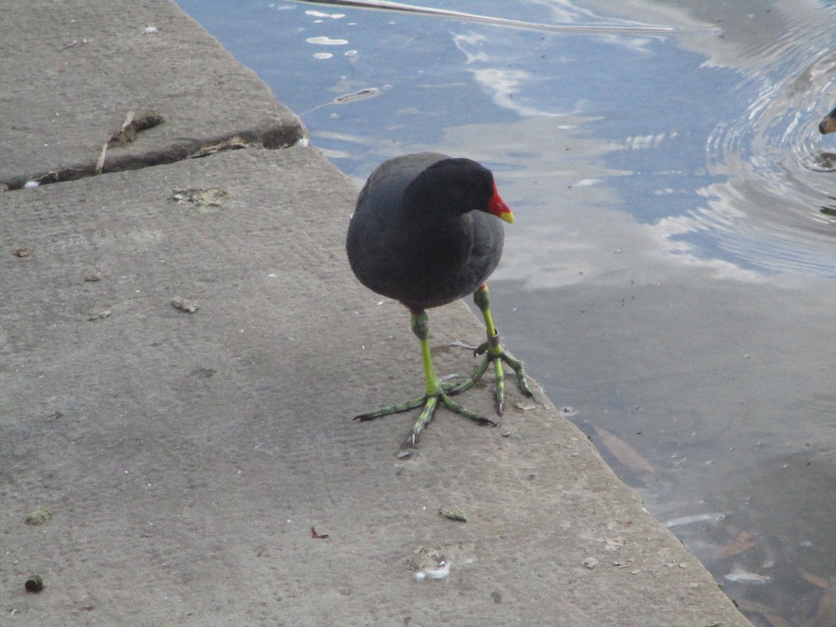 Eurasian Moorhen - ML620607378