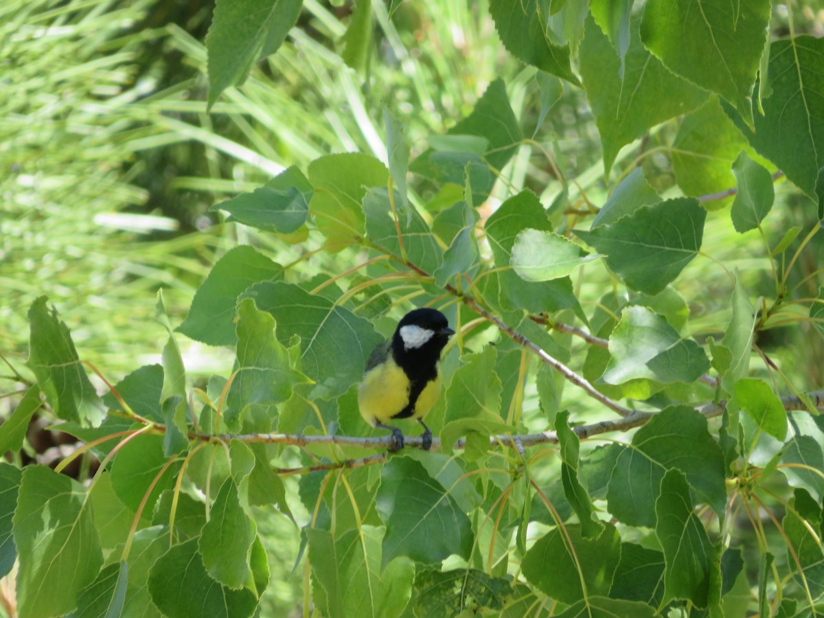 Mésange charbonnière - ML620607382