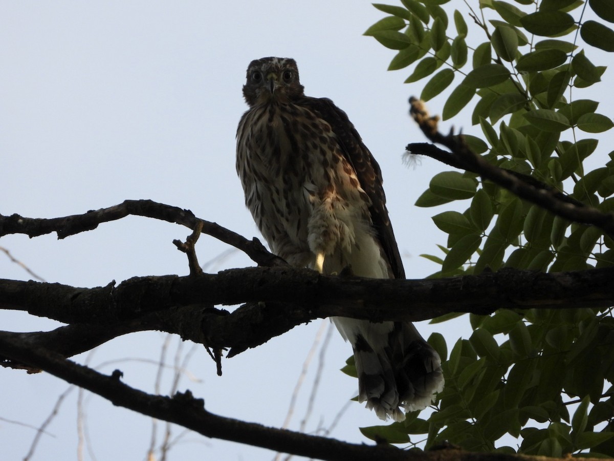 Cooper's Hawk - ML620607383