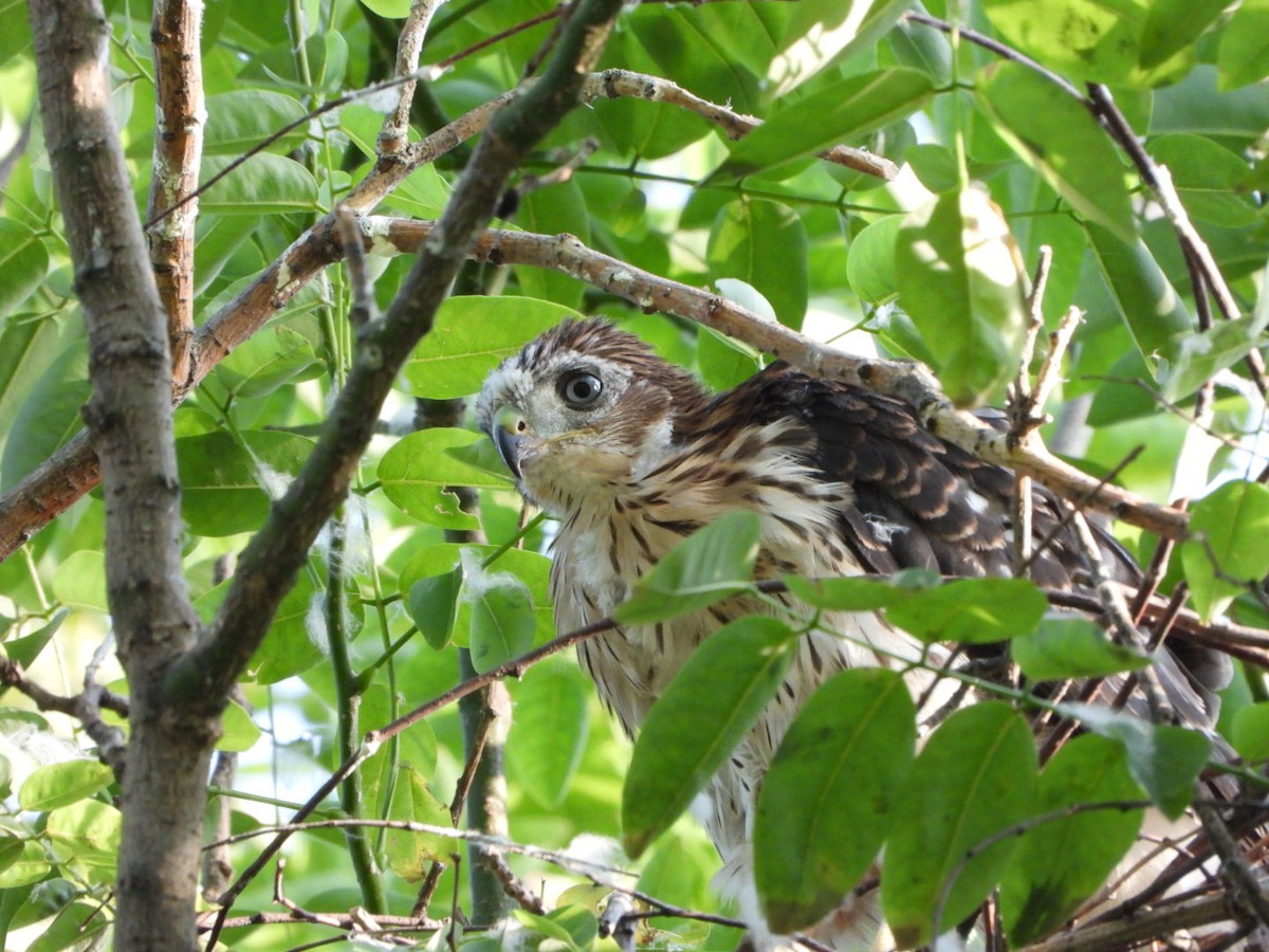 Cooper's Hawk - Mandy Gibson