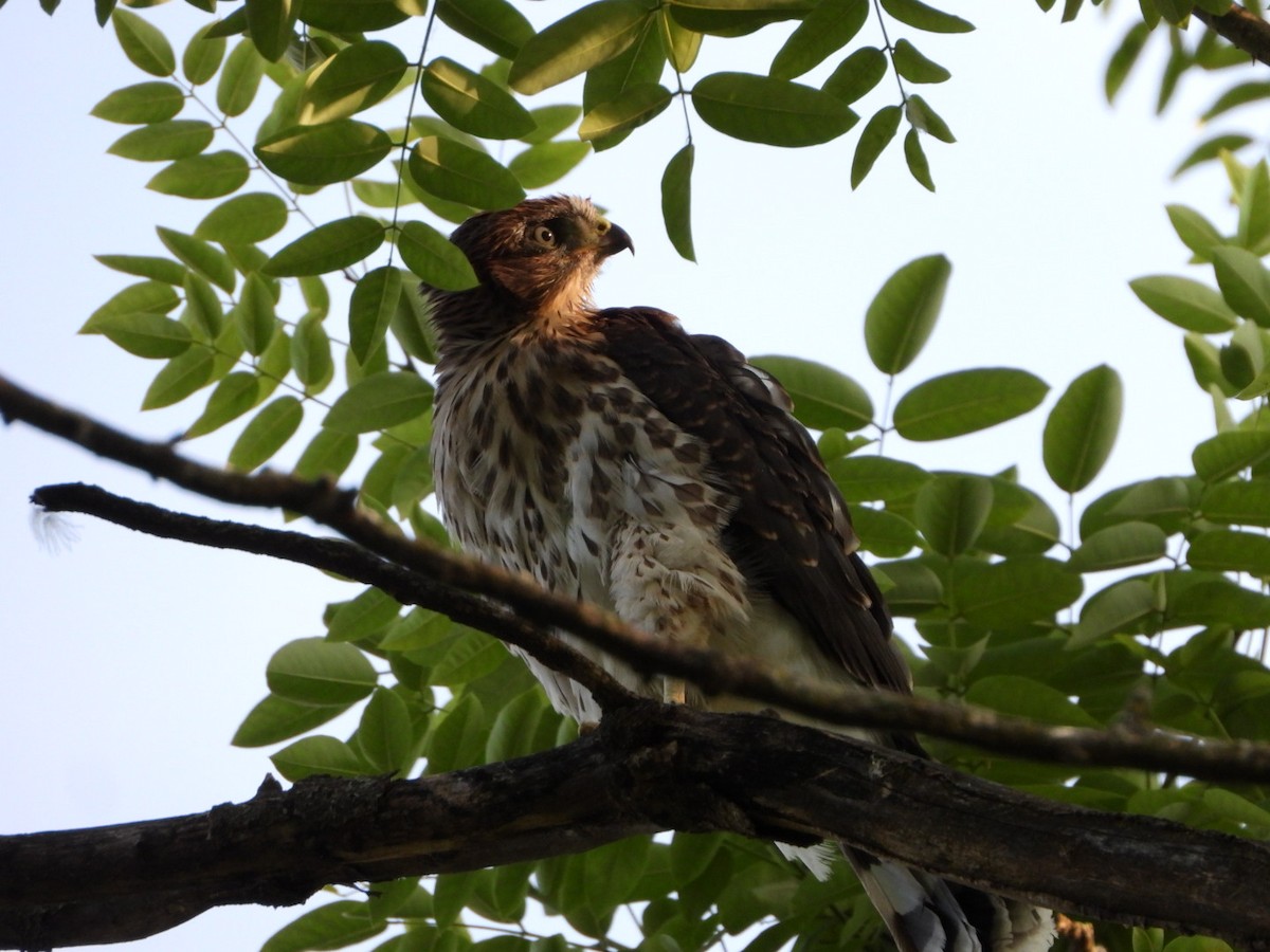 Cooper's Hawk - ML620607385