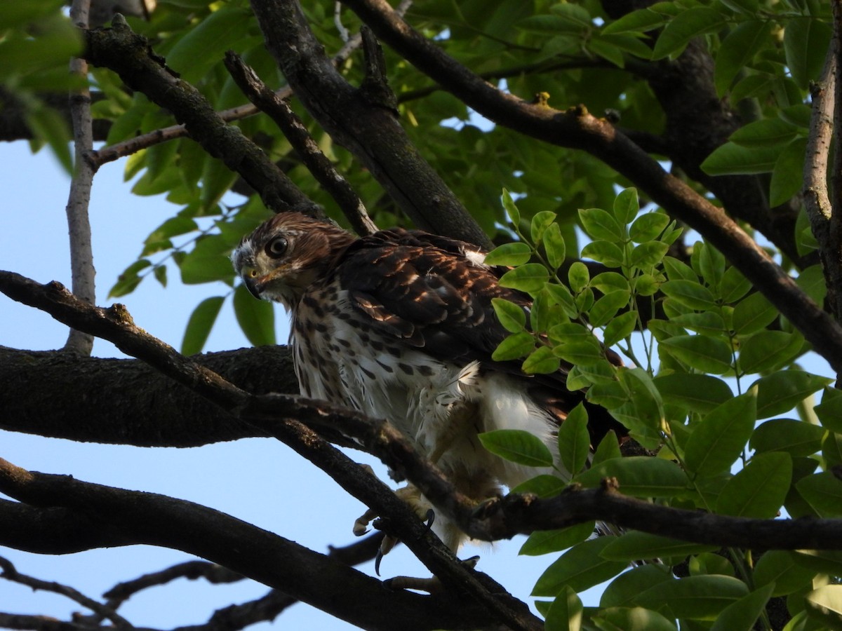 Cooper's Hawk - ML620607387