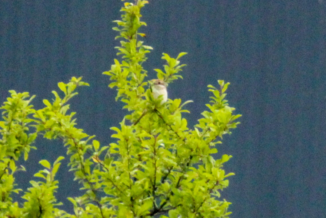 Cetti's Warbler - ML620607389