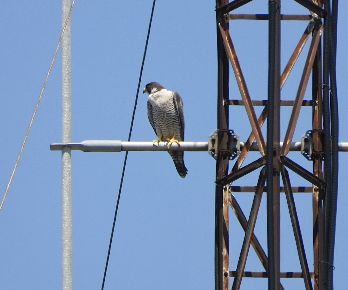 Peregrine Falcon - ML620607394