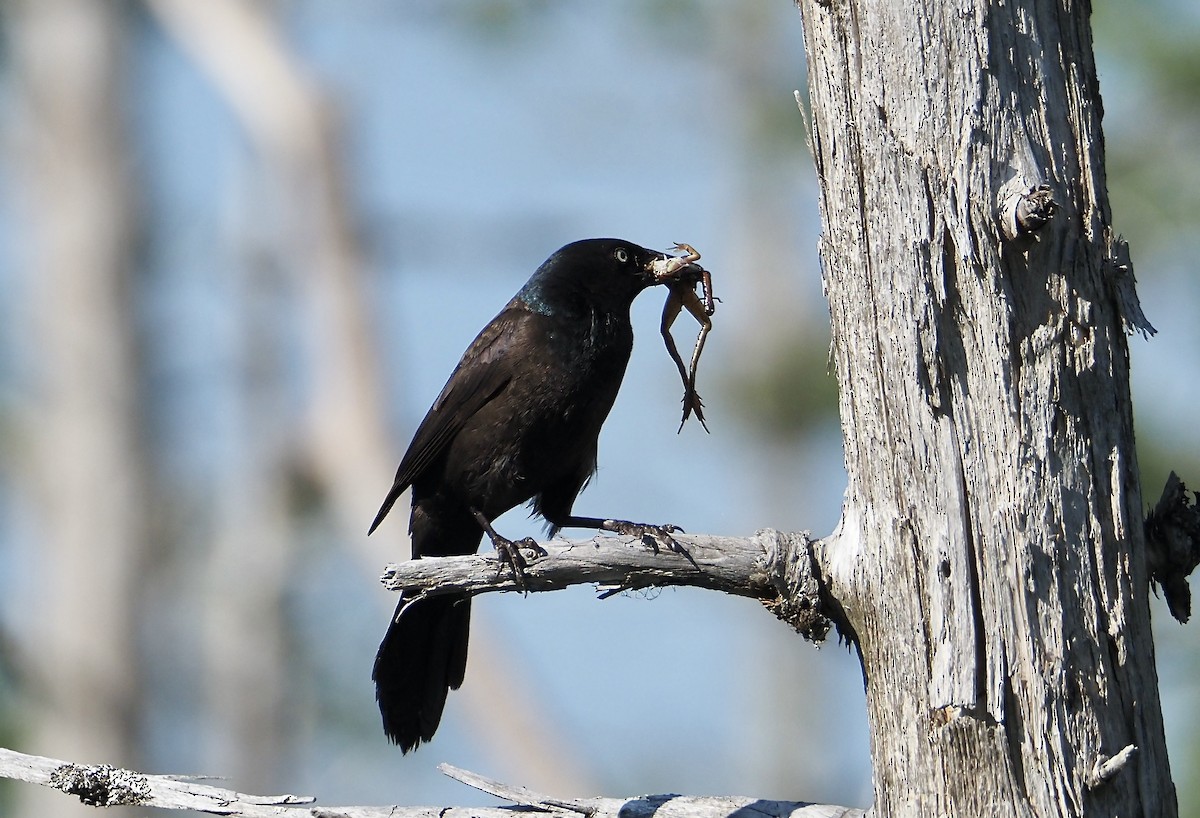 Common Grackle - Nancy Dowd