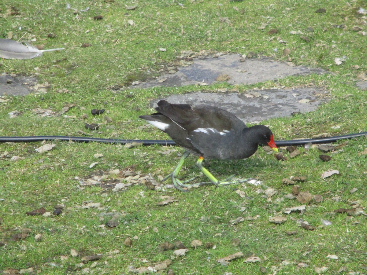 Eurasian Moorhen - ML620607396