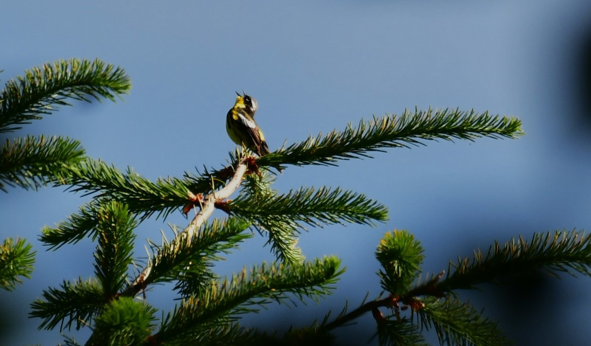 Magnolia Warbler - ML620607403