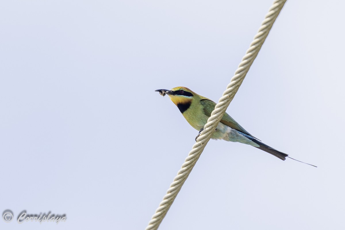 Rainbow Bee-eater - Fernando del Valle