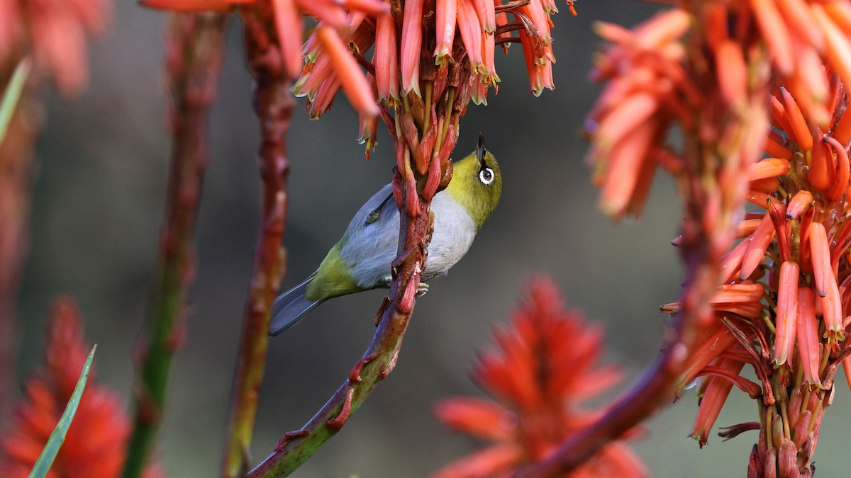 Cape White-eye - ML620607405