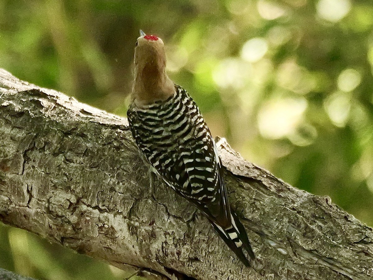 Gila Woodpecker - ML620607407