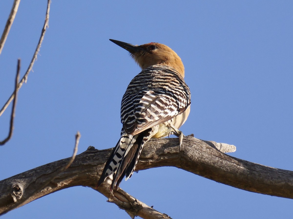 Gila Woodpecker - ML620607408