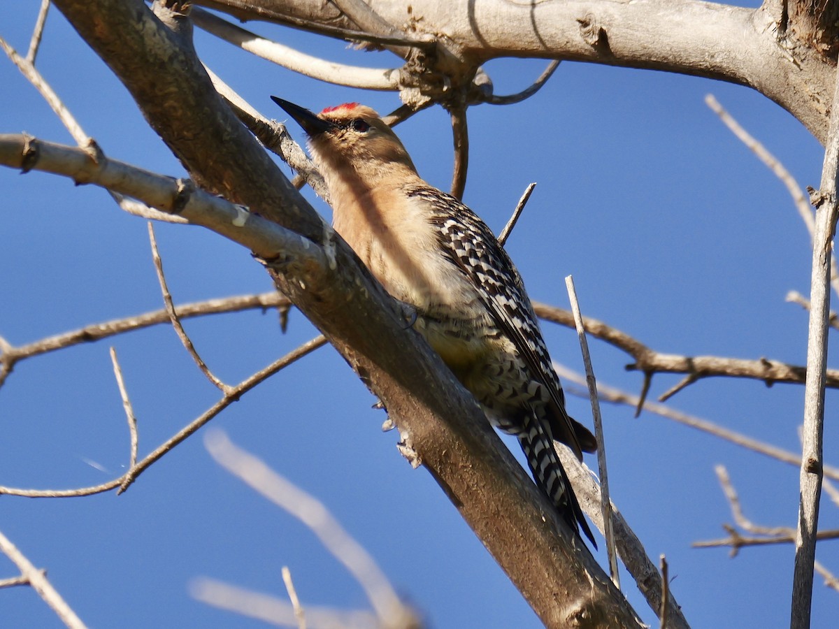 Gila Woodpecker - ML620607409