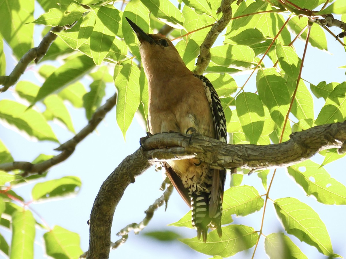 Gila Woodpecker - ML620607410