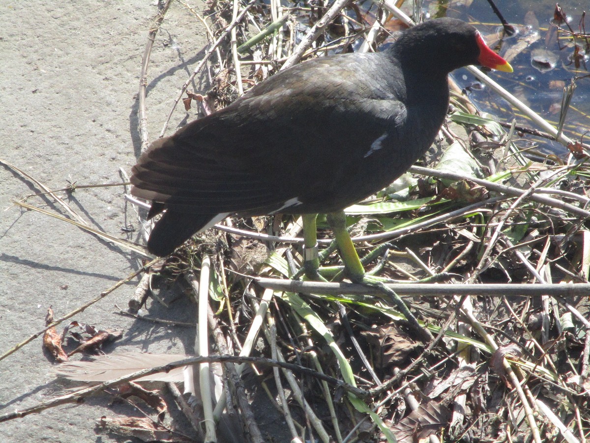 Eurasian Moorhen - ML620607411