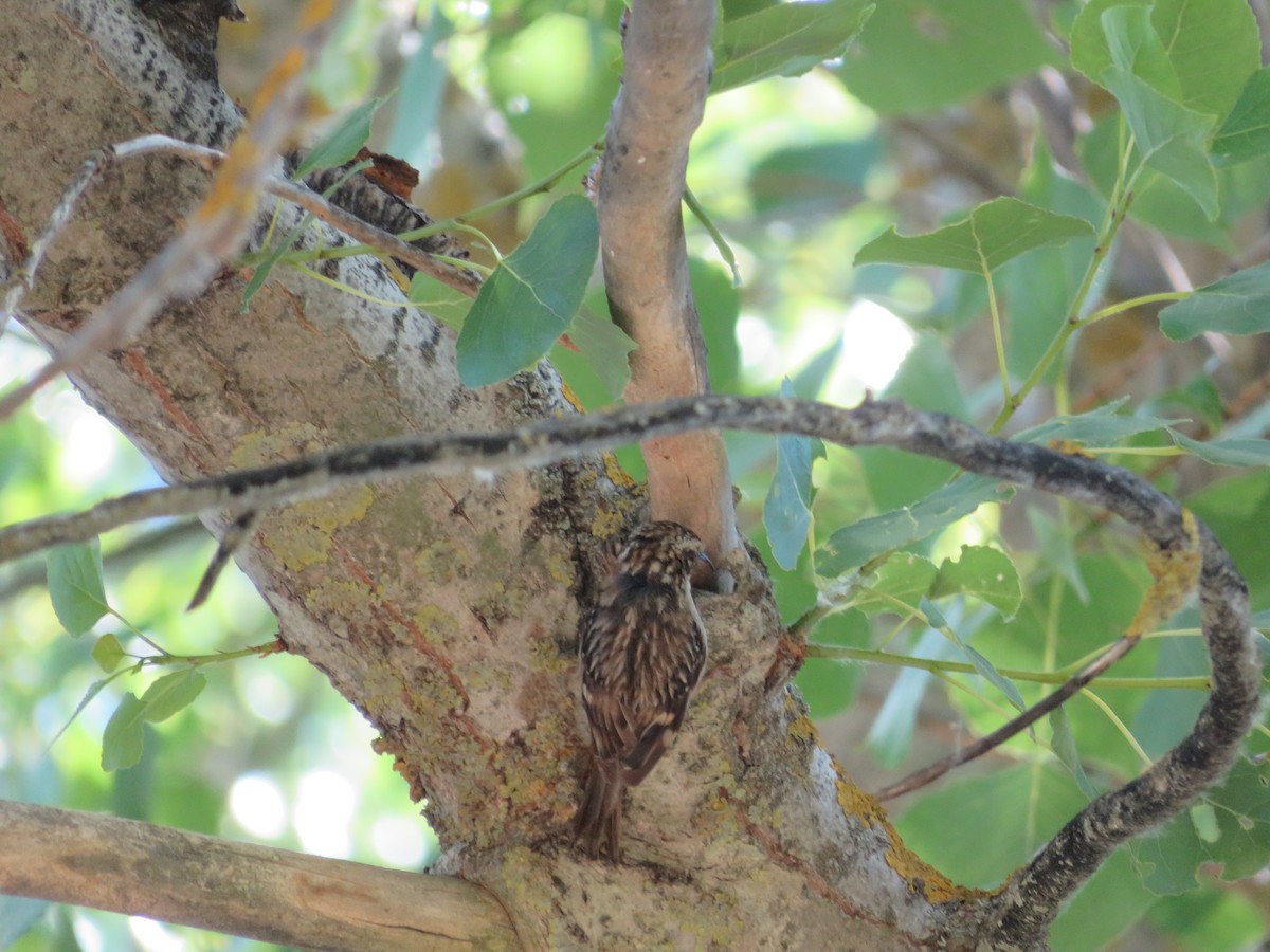 Short-toed Treecreeper - Samuel de la Calle San José