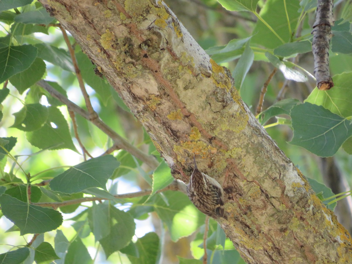 Short-toed Treecreeper - ML620607413