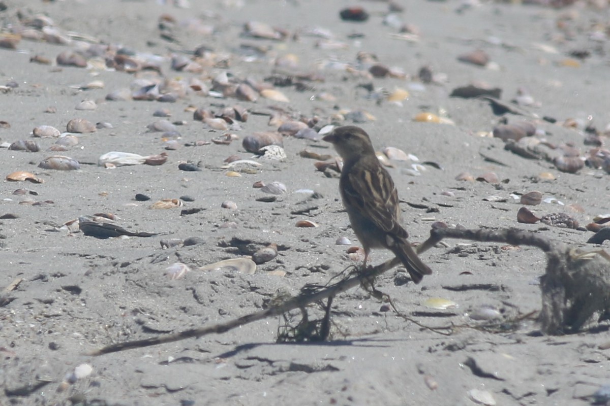 House Sparrow - ML620607414