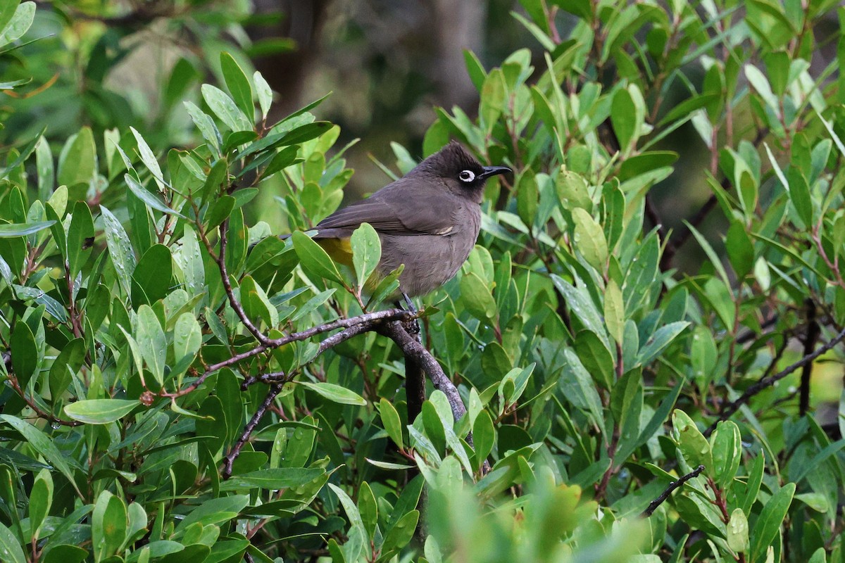 Cape Bulbul - ML620607417