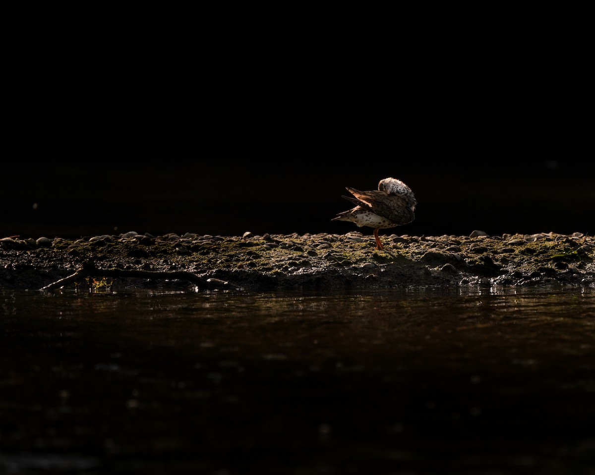 Spotted Sandpiper - Henry Meade