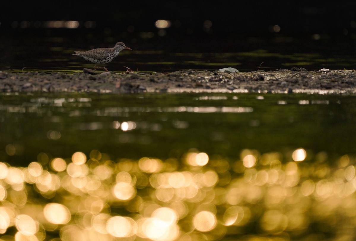 Spotted Sandpiper - ML620607422