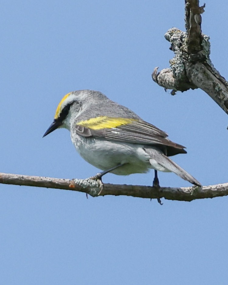 Brewster's Warbler (hybrid) - ML620607423