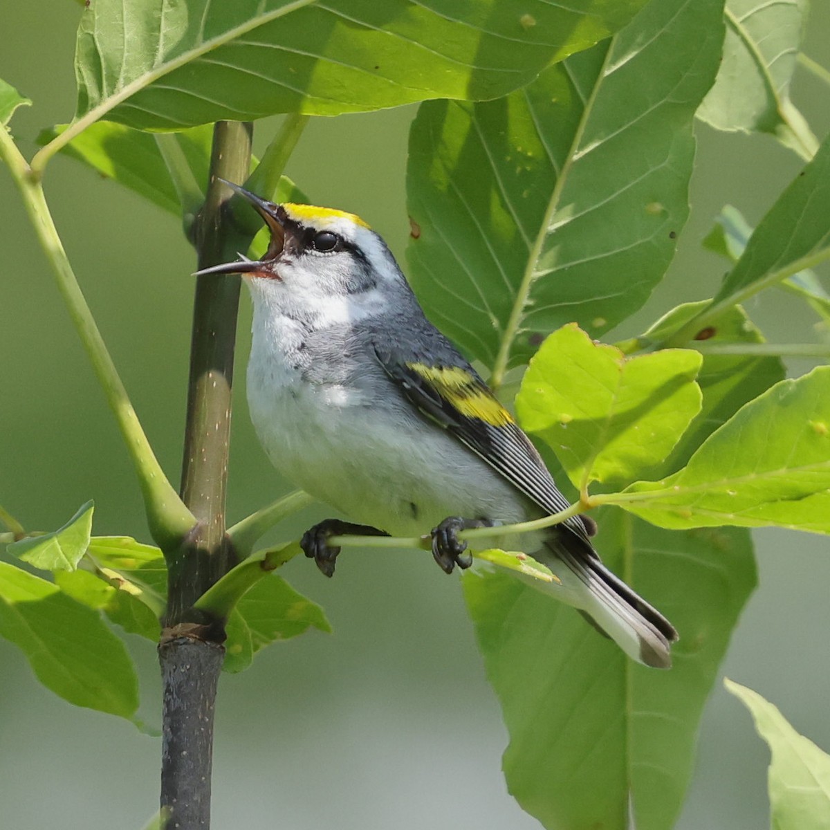 Brewster's Warbler (hybrid) - ML620607427