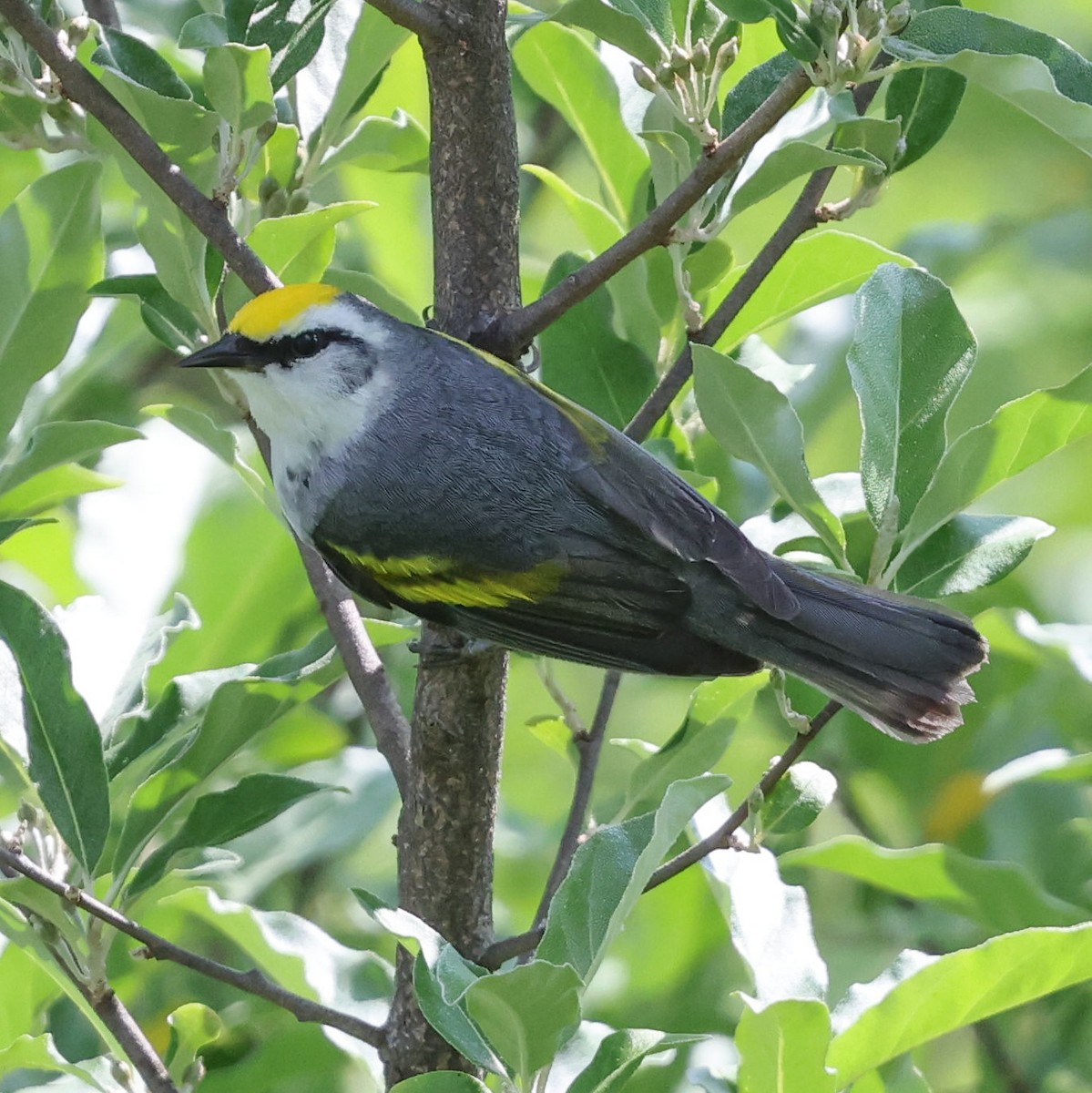 Brewster's Warbler (hybrid) - ML620607428