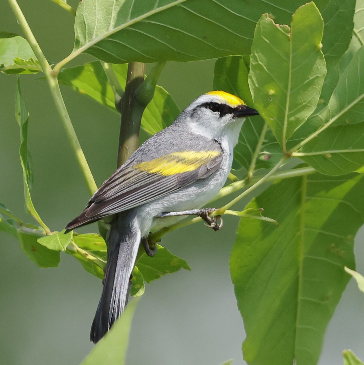 Brewster's Warbler (hybrid) - ML620607429