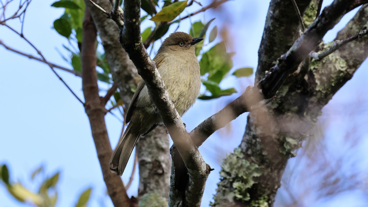 Sombre Greenbul - ML620607430