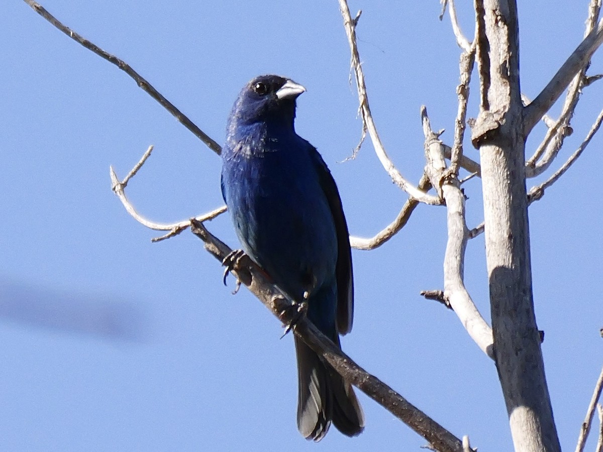 Indigo Bunting - ML620607431