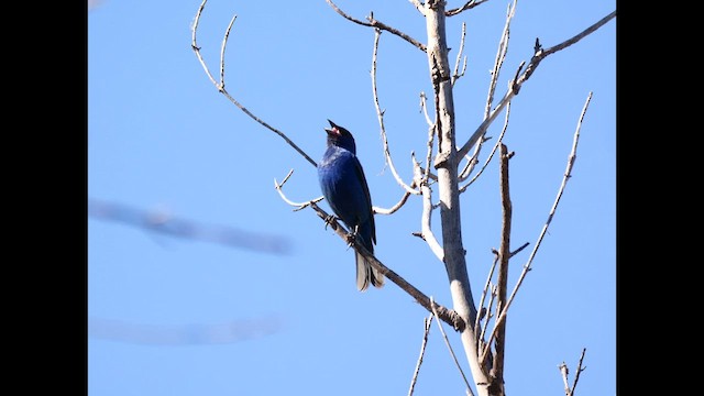 Indigo Bunting - ML620607432