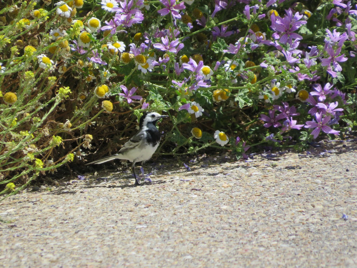 White Wagtail - ML620607435