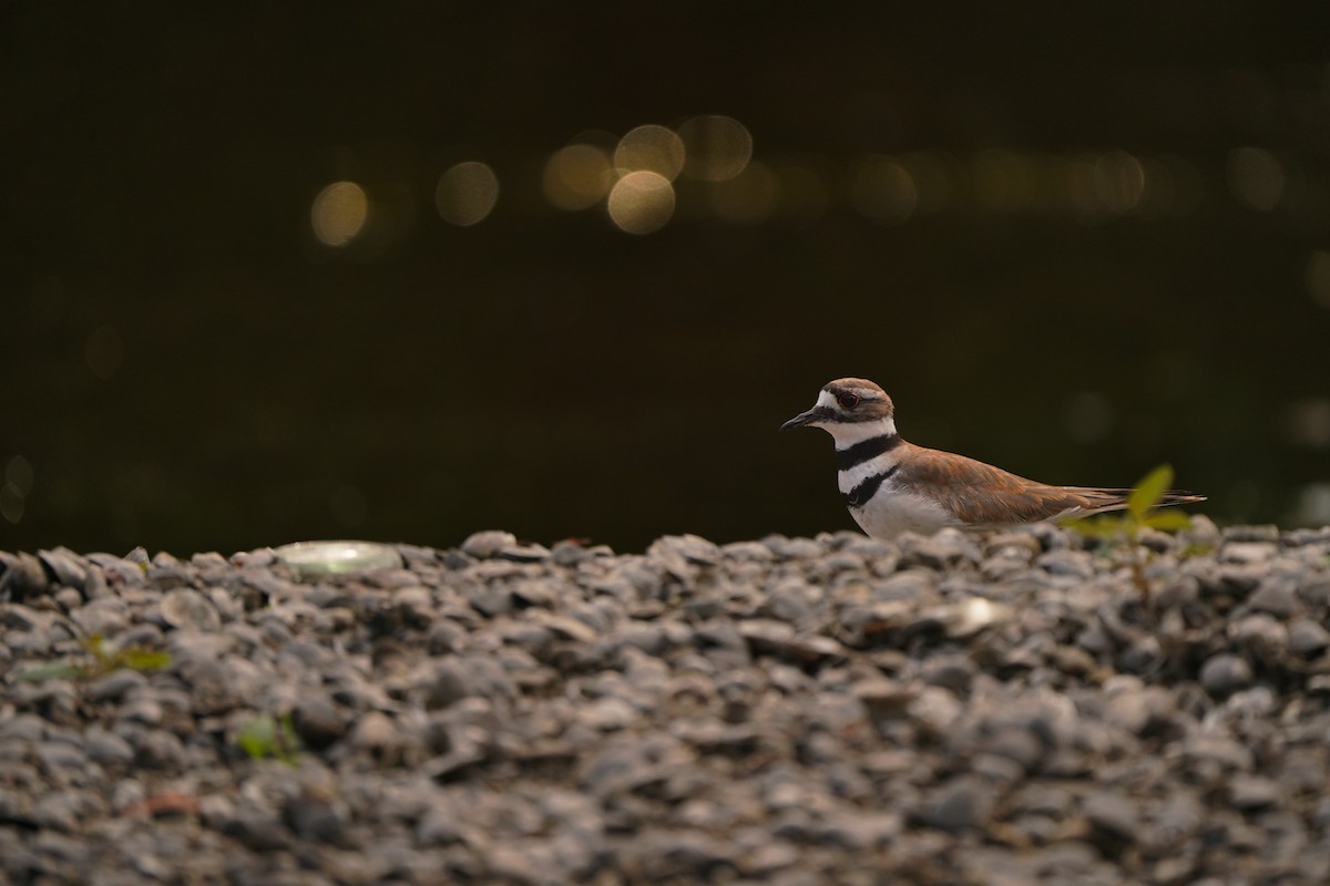 Killdeer - ML620607438