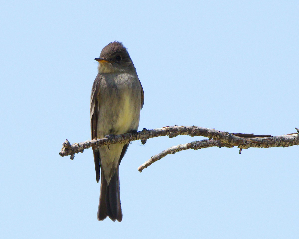 Western Wood-Pewee - ML620607439