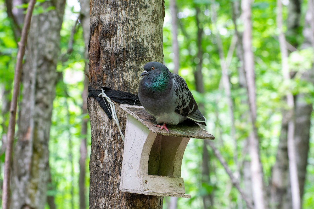 Rock Pigeon (Feral Pigeon) - ML620607441