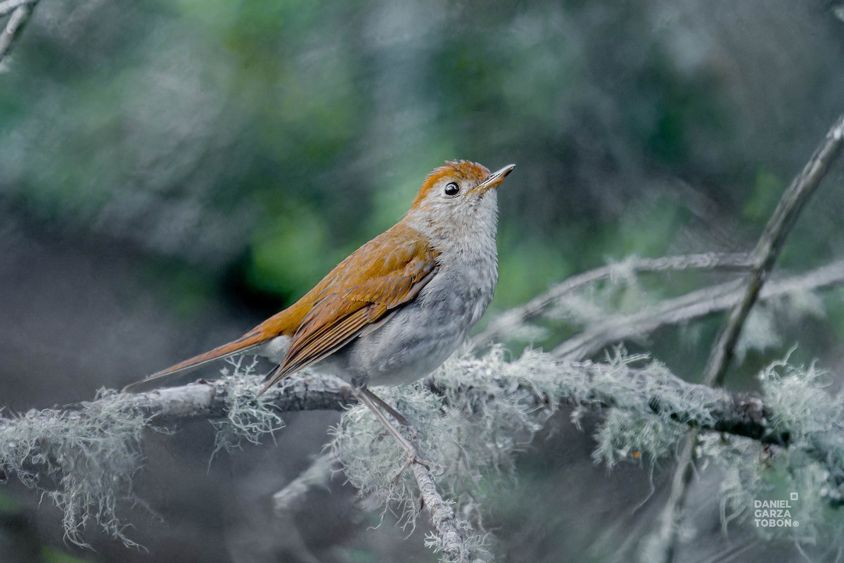 Russet Nightingale-Thrush - ML620607442