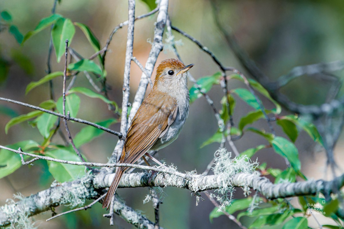 Russet Nightingale-Thrush - ML620607444