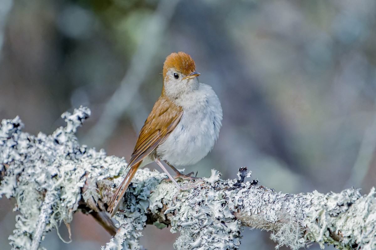 Russet Nightingale-Thrush - Daniel  Garza Tobón