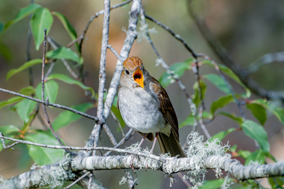 Russet Nightingale-Thrush - Daniel  Garza Tobón